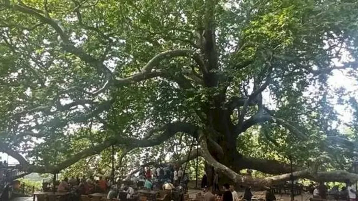 Tarihi İnkaya Çınarı turistler tarafından yoğun ilgi görüyor