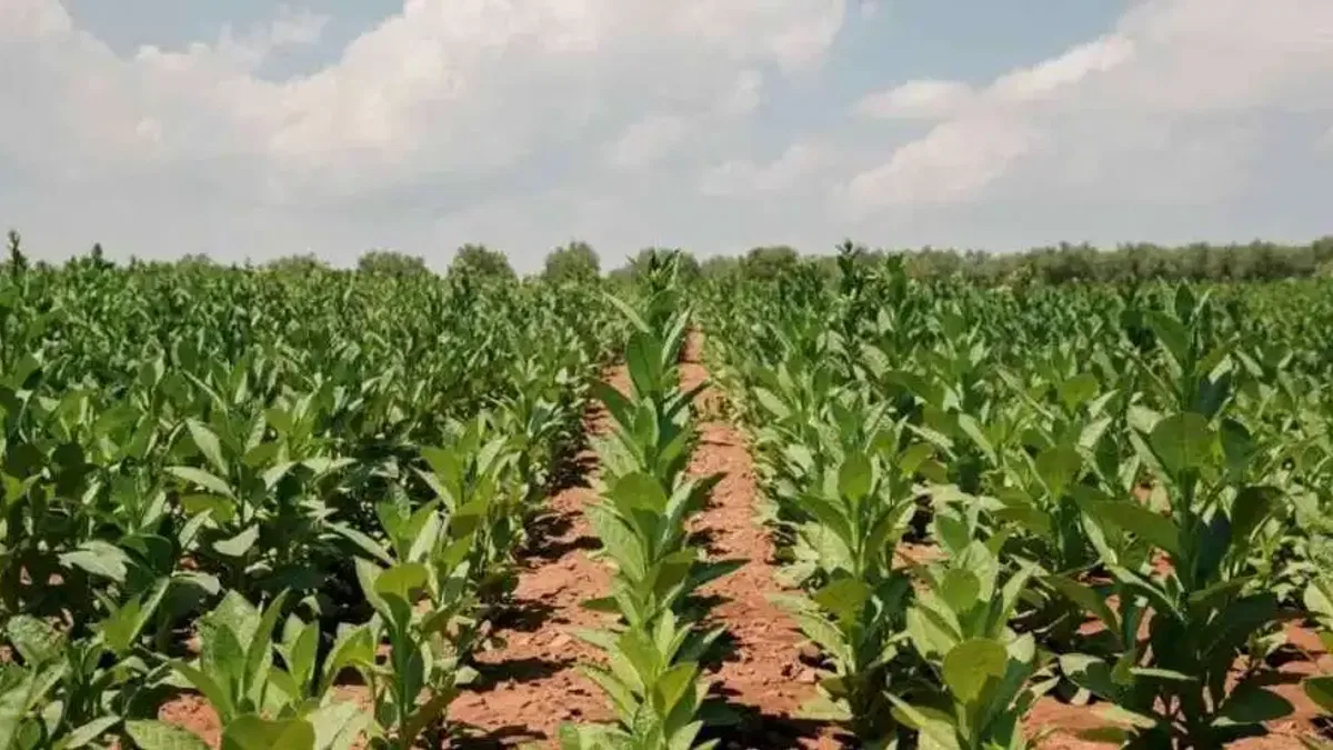 Tütün İhracatı 1 milyar doları aştı