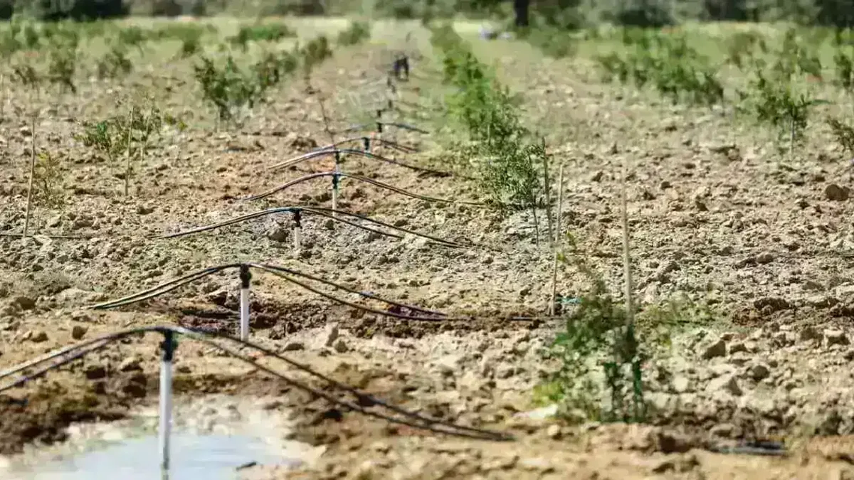 İzmir’de su yatırımı çorak toprakları bereketlendirdi