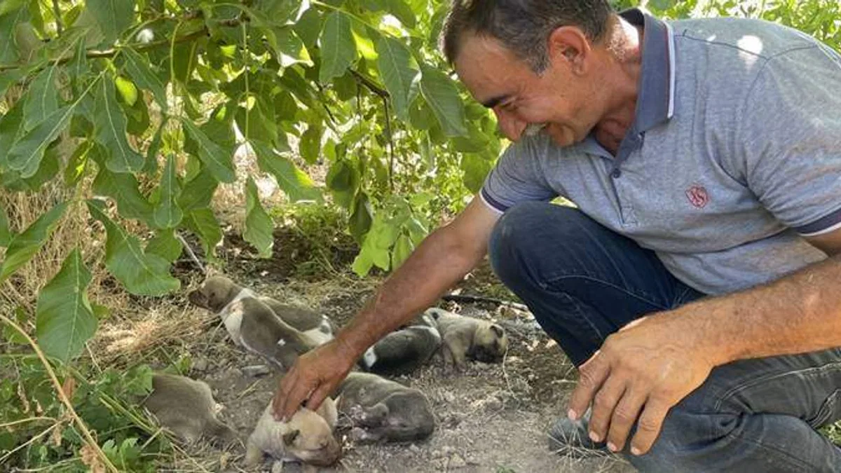 Toprak altından kurtarılan köpek ve 7 yavrusunun yeni yuvası elma bahçesi oldu