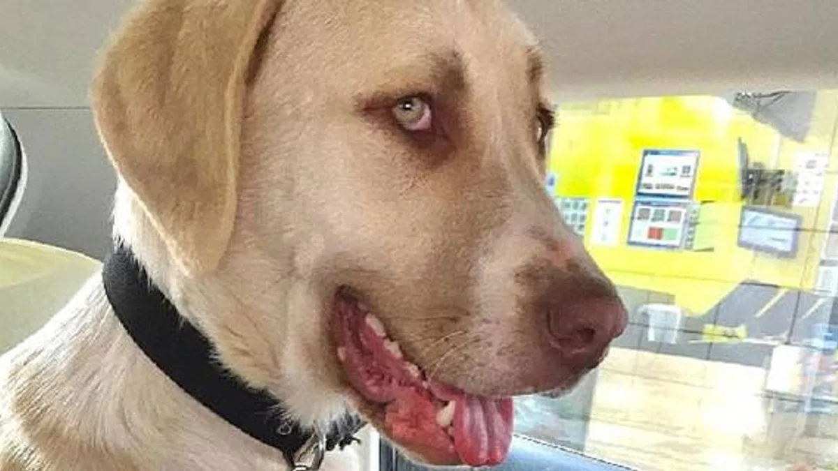 Kadıköy Belediyesi Geçici Hayvan Bakımevi'nden Sahiplendiği Görme Engelli Köpeğine Ev Kiraladı