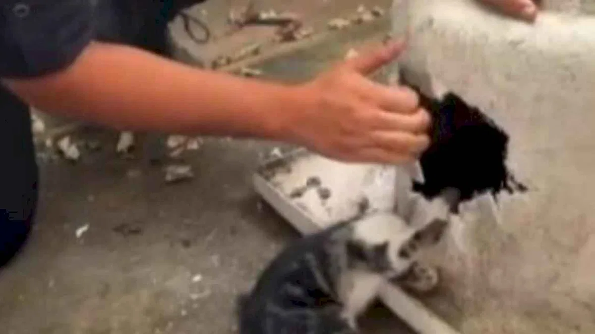 Kayseri'de yaramaz kediye itfaiyeden şefkat eli