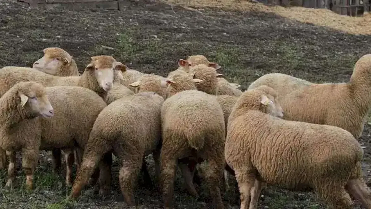 Balıkesir Büyükşehir’den çiftçiye destek