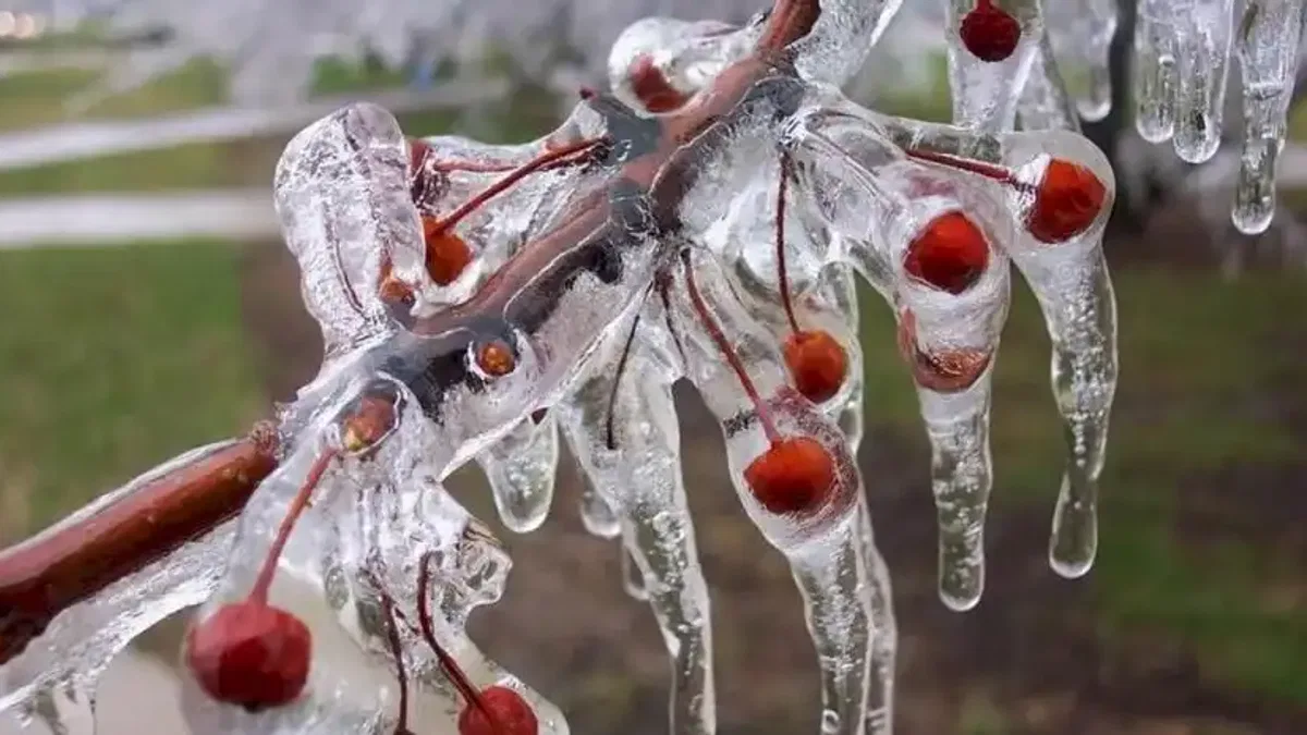 Meyve bahçelerinde don riski için mikro-sprinkler çözümleri öne çıkıyor