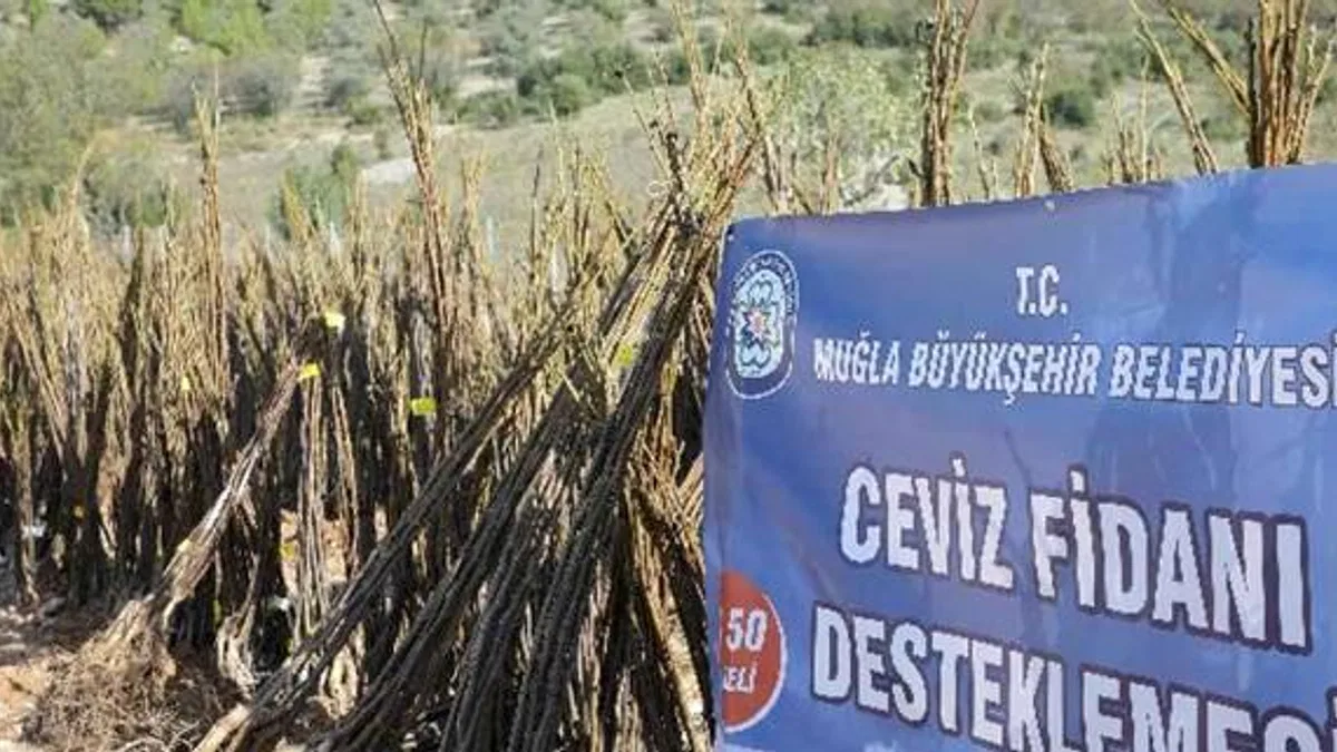Muğla'da meyve fidanı dağıtımı devam ediyor