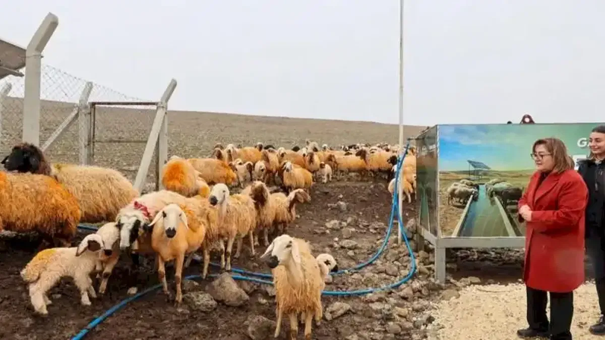 Gaziantep'de meralardaki hayvanlar temiz suya kavuşuyor