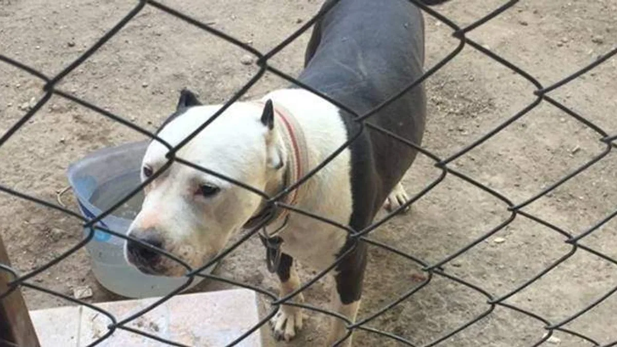 Konya'da pitbull besleyen kişiye 14 bin 982 lira para cezası verildi