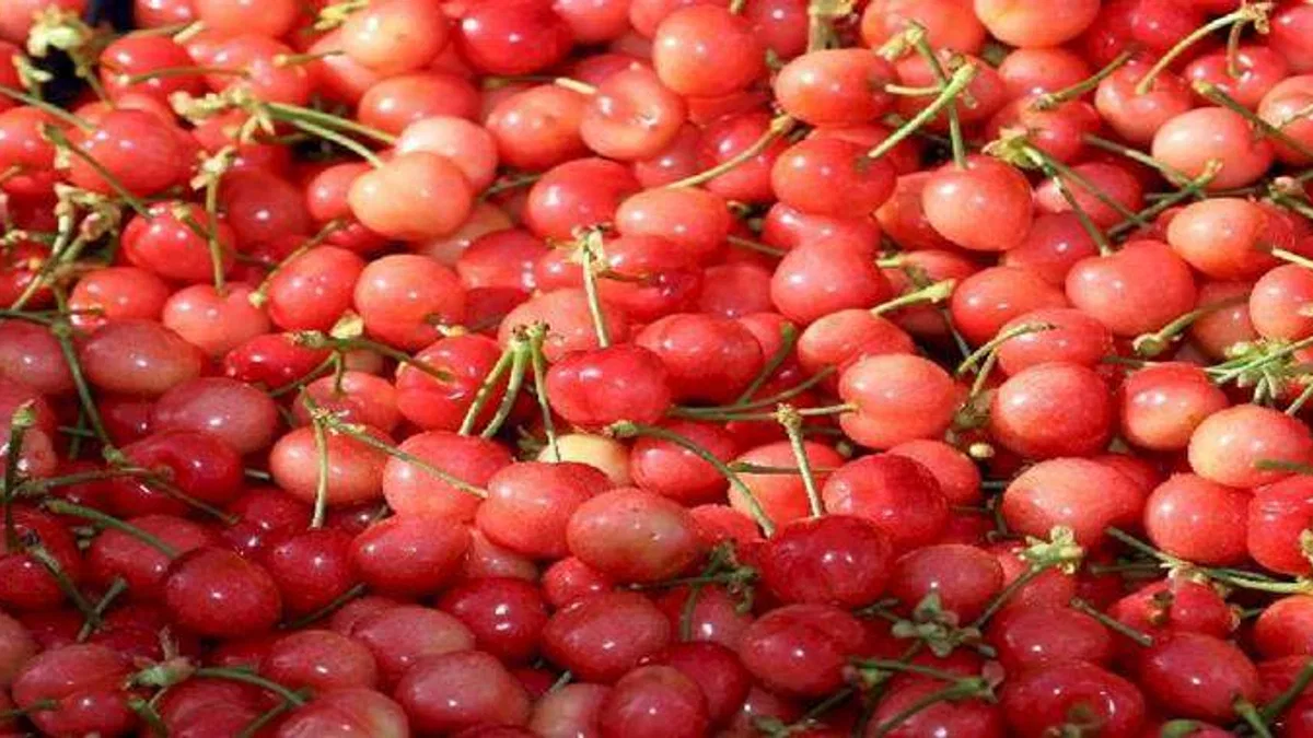 Kirazda hasat coşkusu