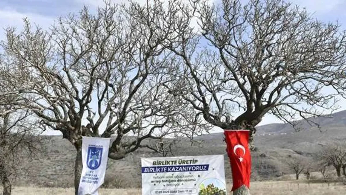 Yabani sakız ağaçları Ankara fıstığı olacak!