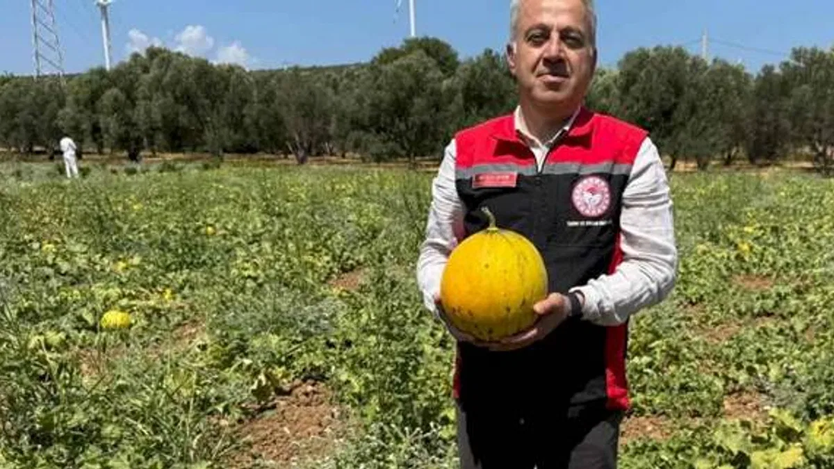 İzmir'in meşhur 'Çeşme Kavunu'nda hasat zamanı
