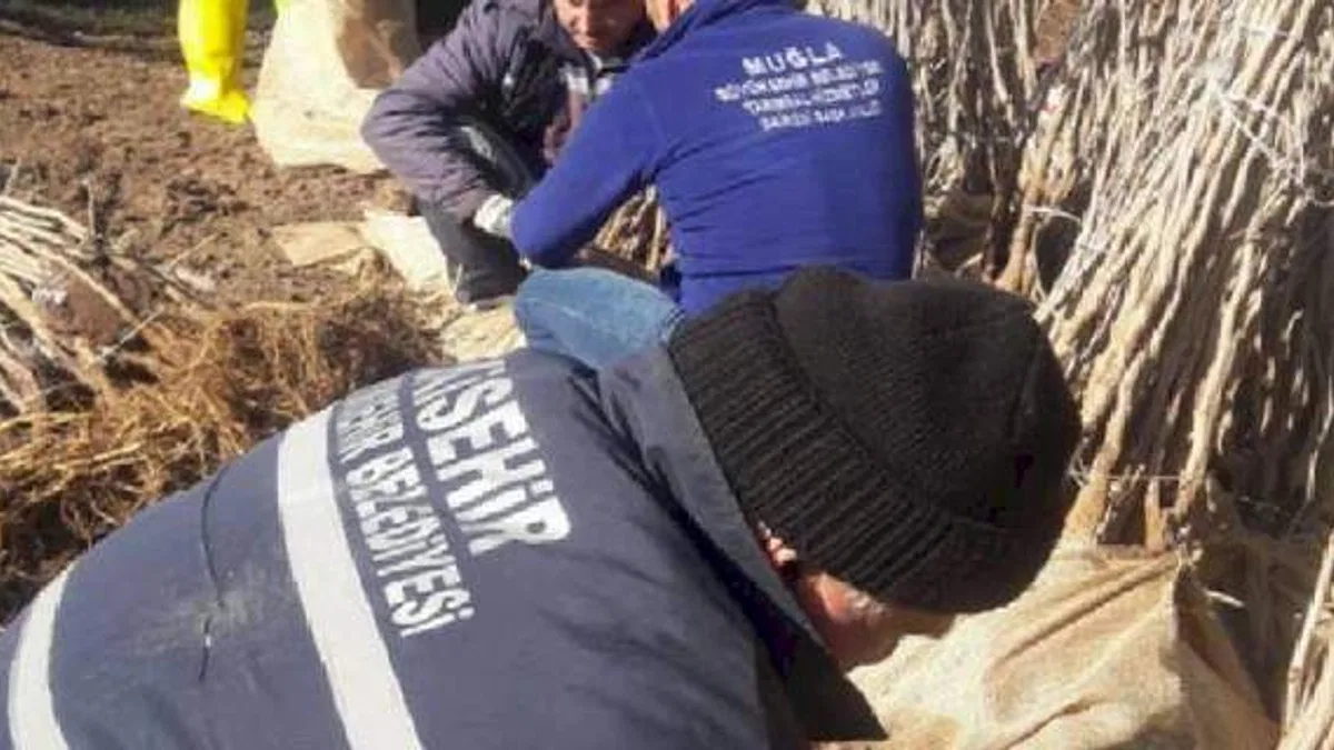Muğla kozadan destek çıkarıyor