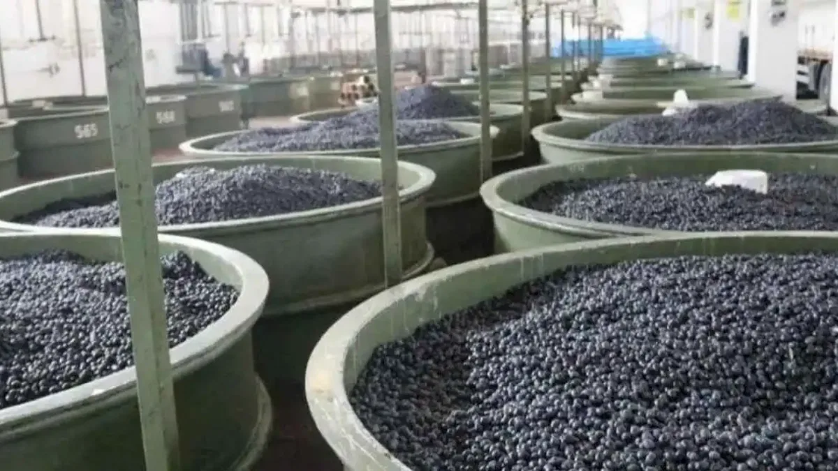 Marmarabirlik’ten zeytinci ortağa 5'inci  dilim ödeme... 200 milyon TL daha hesaplara yatıyor