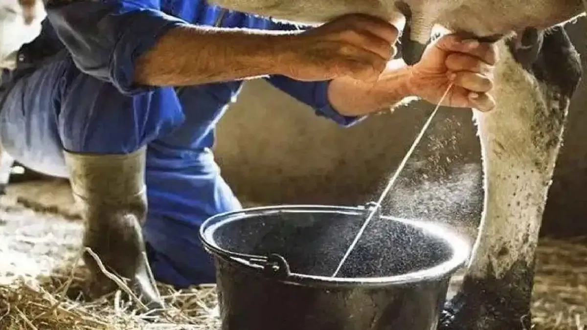 Ticari süt toplama arttı, içme sütü üretimi geriledi