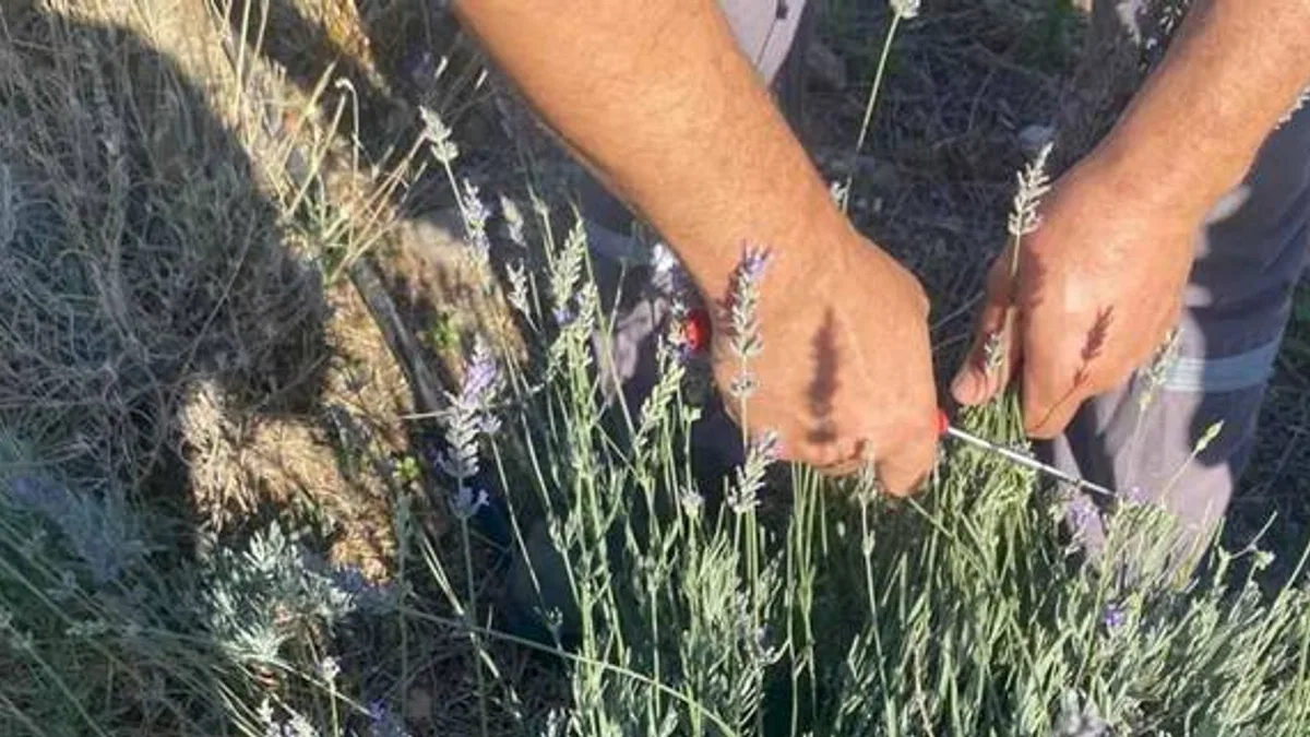 Muğla Milas Belediyesi lavanta hasadı gerçekleştirdi