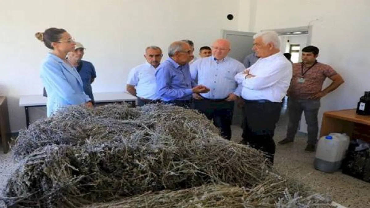 Muğla'da 212 dekar arazi lavanta ile buluştu