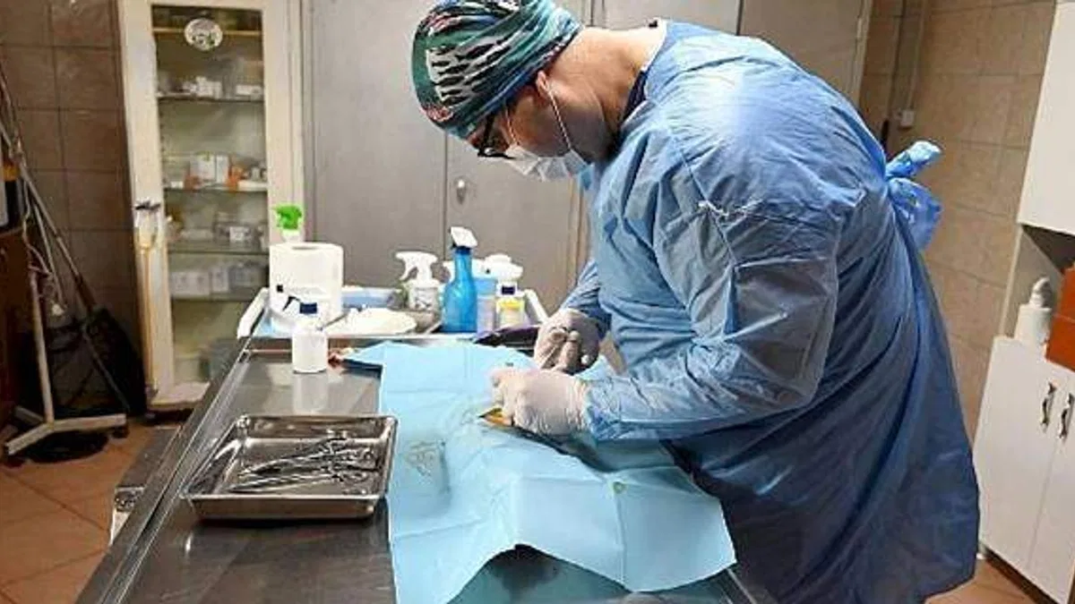 Kemer Belediyesi'nden hayvanlara yardım eli