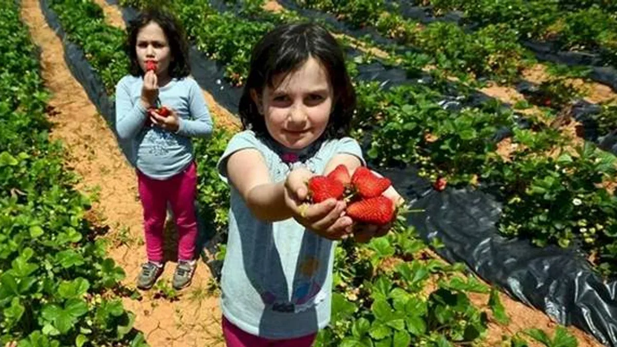 'Hüyük Çileği' Konya'nın ilk tescillisi oldu