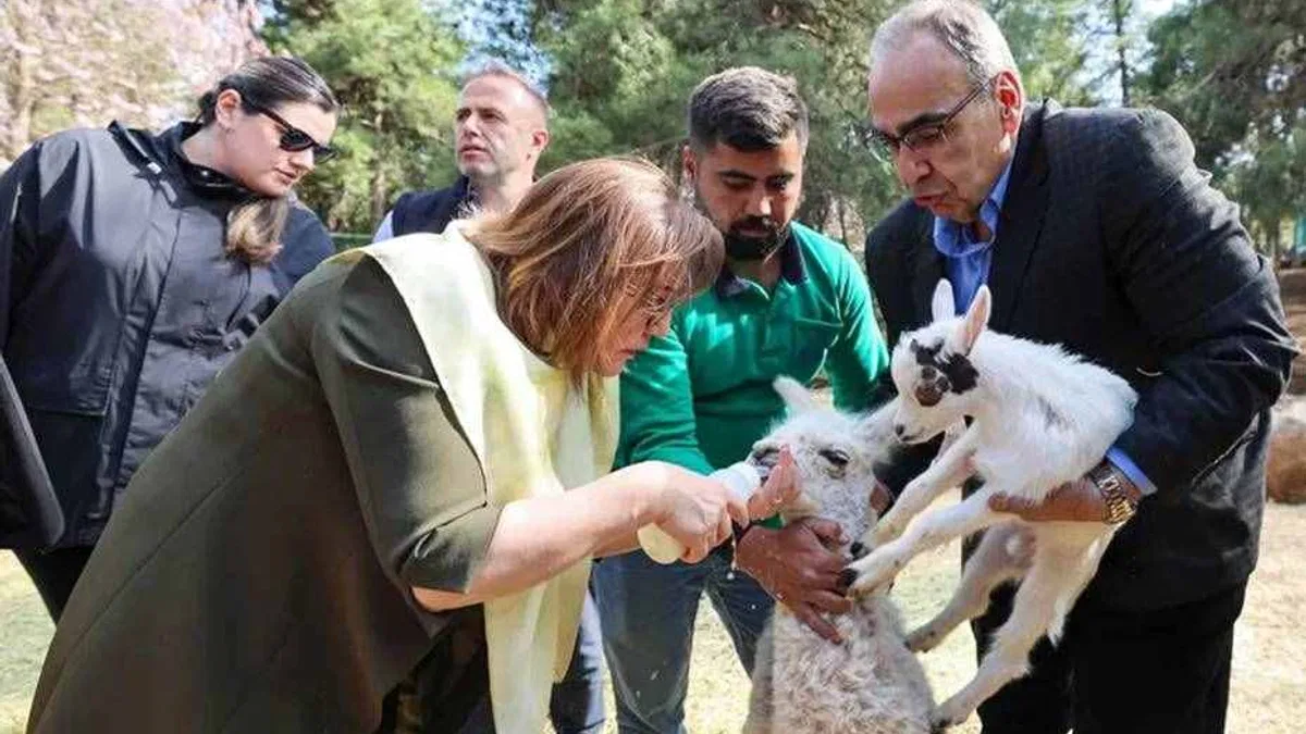 Türkiye'de doğan ilk bebek zürafa ziyaretçilerle buluştu