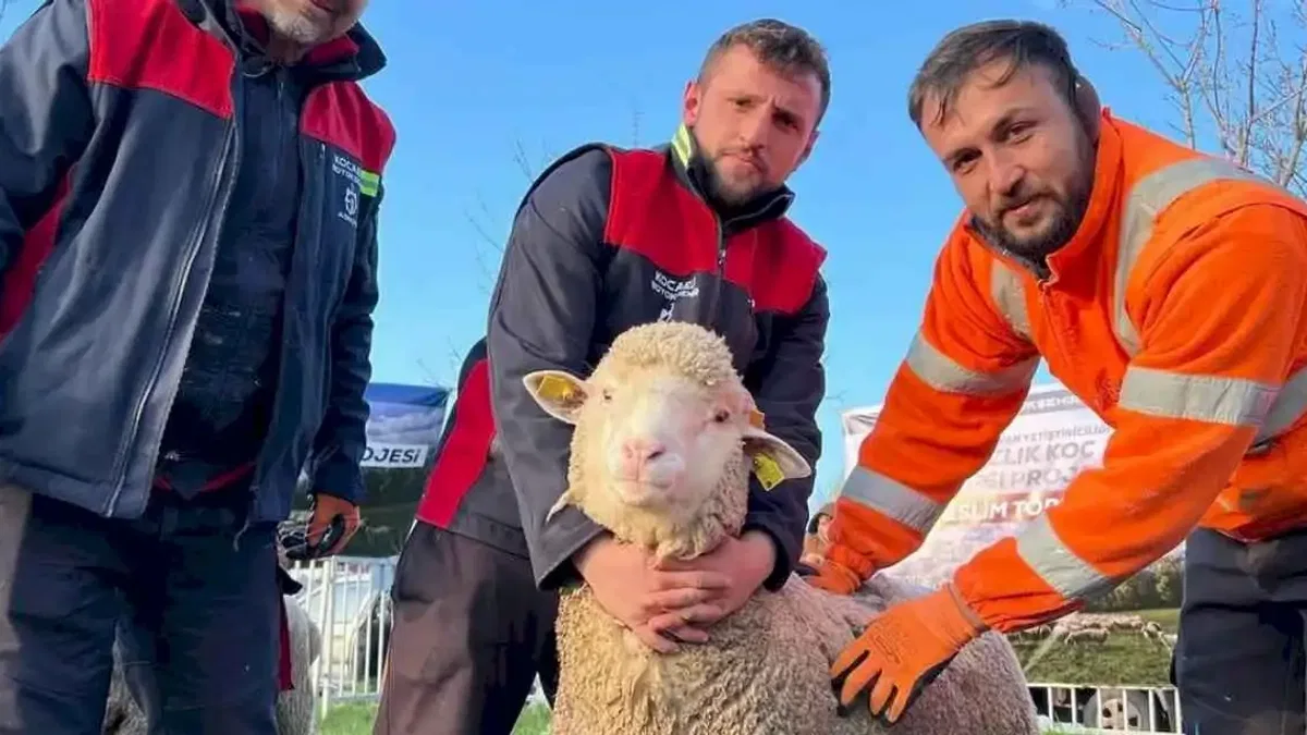 Kocaeli Büyükşehir’den üreticilere damızlık koç desteği