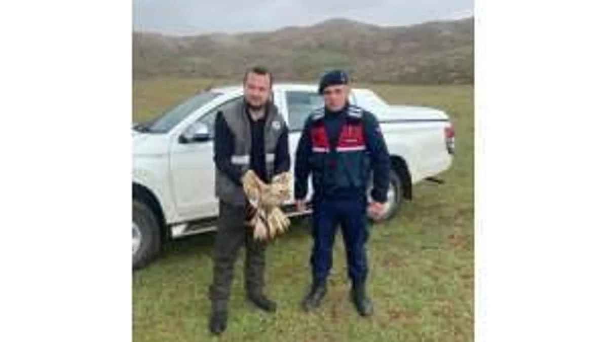 Sivas'ta yaralı bulunan kızıl şahin tedaviye alındı