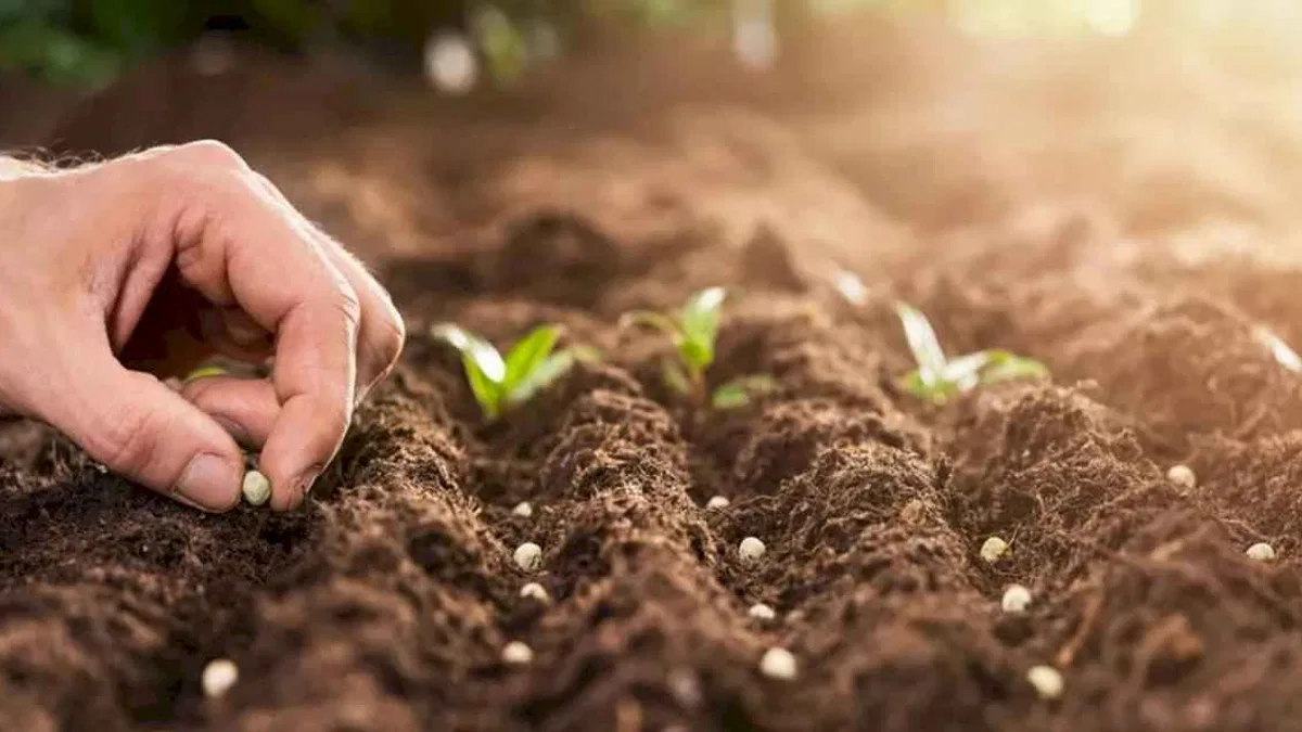 Denizli Büyükşehir’den çiftçilere 50 bin zeytin fidanı