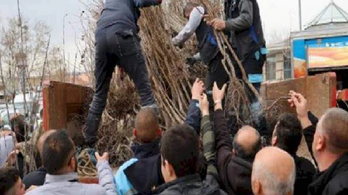 Kayseri Hacılar'dan üreticiye fidan