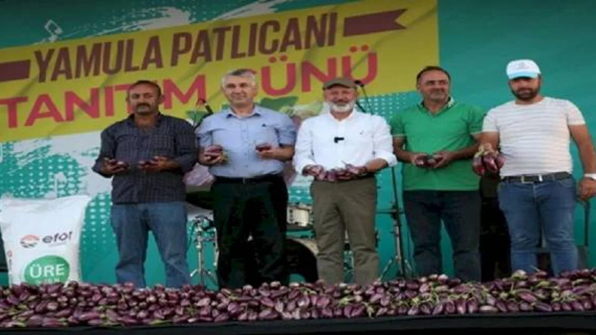 Yamula Patlıcanı Festivali 10 binleri ağırladı