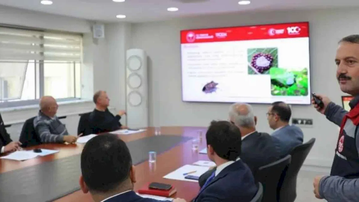 Artvin'de 'kahverengi kokarca' tehdidine karşı mücadele
