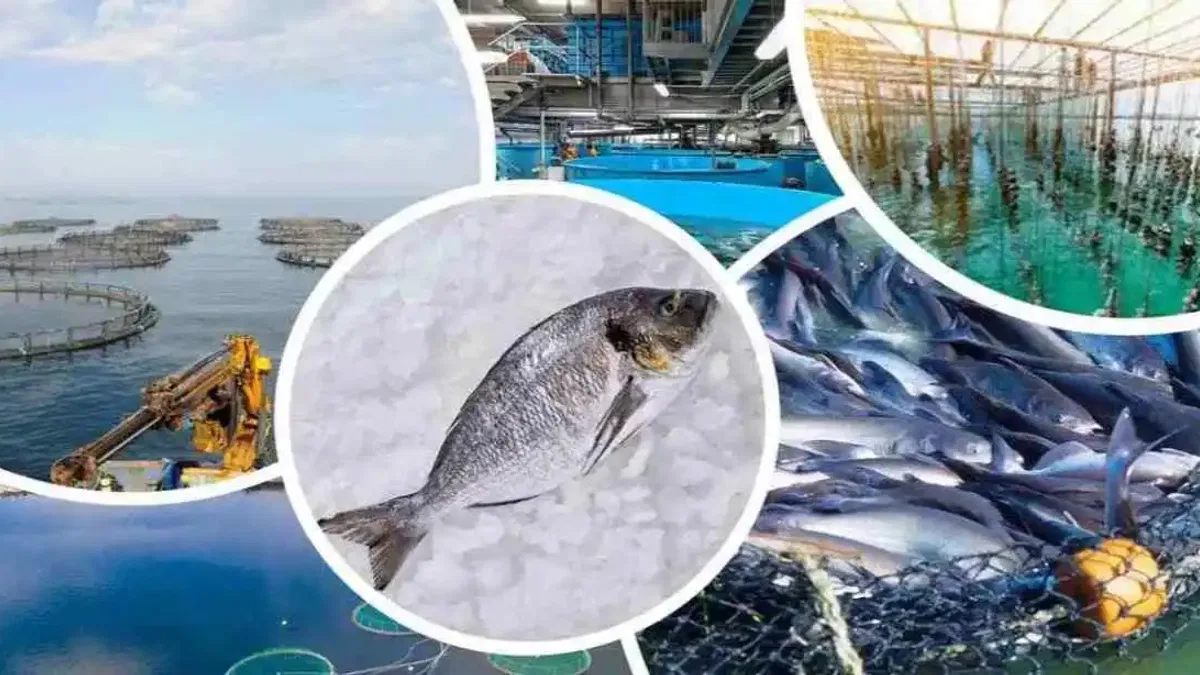 Su Ürünleri ve Hayvansal Mamuller İhracatının Yüzde 47’si Ege Bölgesi’nden