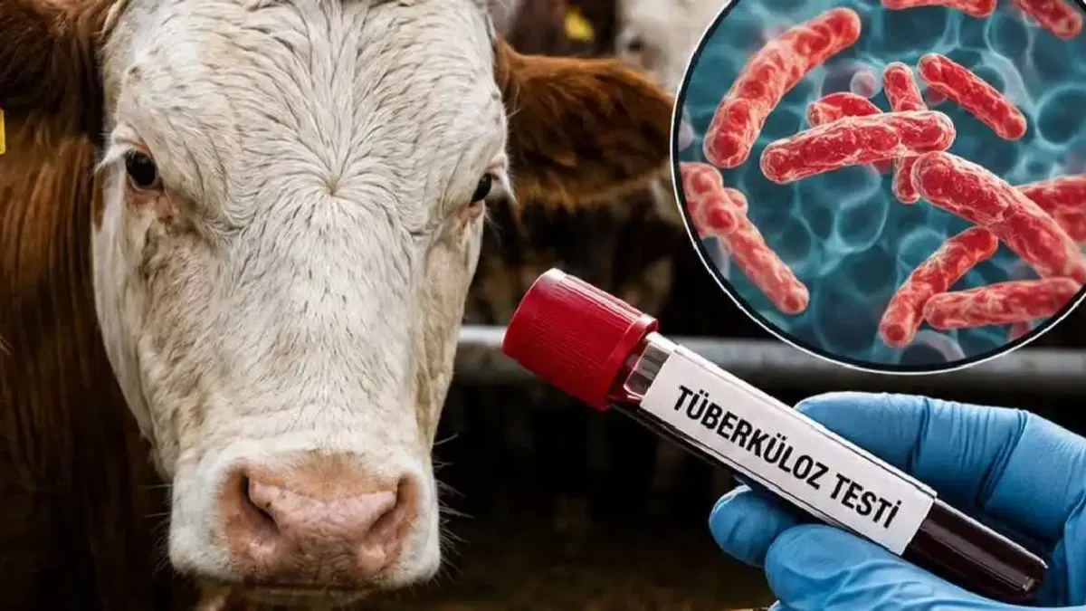 Sığır tüberkülozuyla mücadelede yeni dönem... Test süreleri kısaldı, arilik şartları değişti