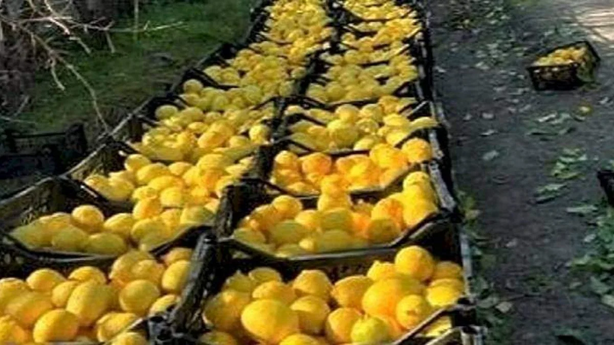 Hatay'dan yerel ürünler ile ''Bu Ramazan, bereketi paylaşmanın tam zamanı'', Hatay Beyaz Balkabağı ile Zencefilli Balkabağı Çorbası tarifi