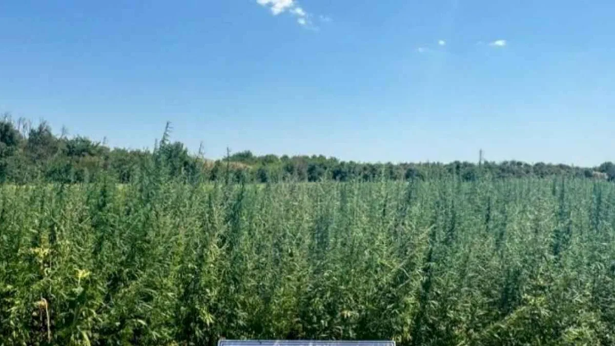 2 milyondan fazla kök kenevir bitkisi yakalandı