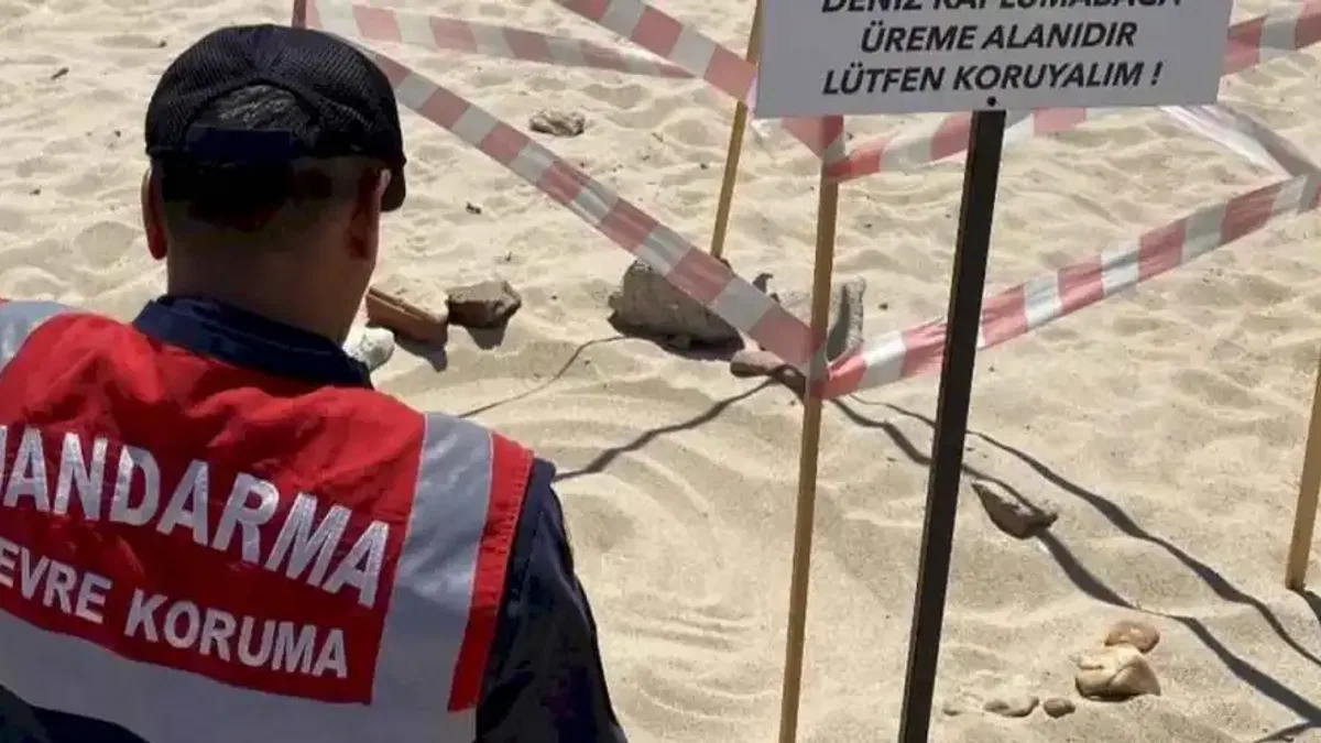 Edirne'de kaplumbağalara Jandarma'dan özel koruma