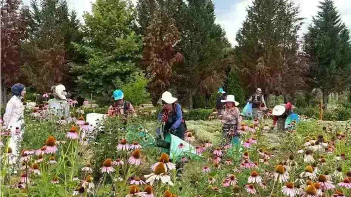 Kocaeli'de TABİP projesinde 41 tür bitkinin hasadı yapıldı