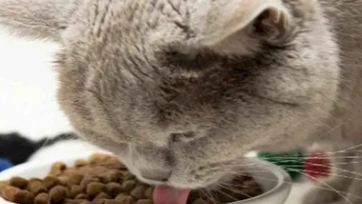 Kedi mamaları cep yakıyor, yaş mama hayal oldu