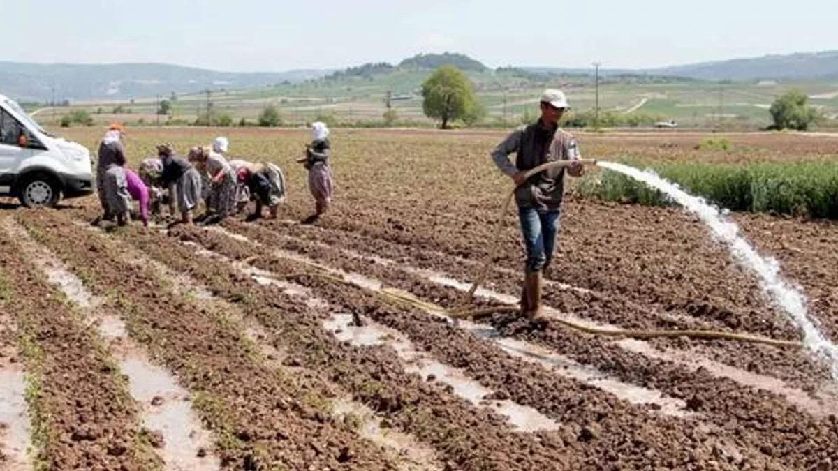 Bursa Yenişehir Ovası'ndan su krizi uyarısı! Yenişehir’de su seviyesi tehlikede!