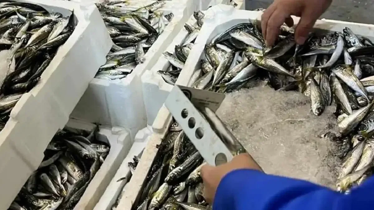 İzmir İl Tarım'dan su ürünlerine sıkı denetim