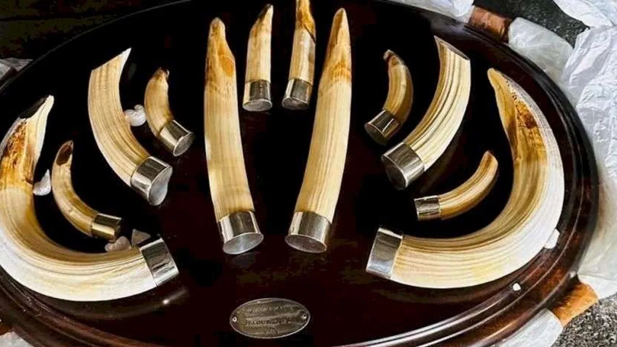 Trabzon'da yaban hayatı kaçakçılığı... 19 kargo ele geçirildi!