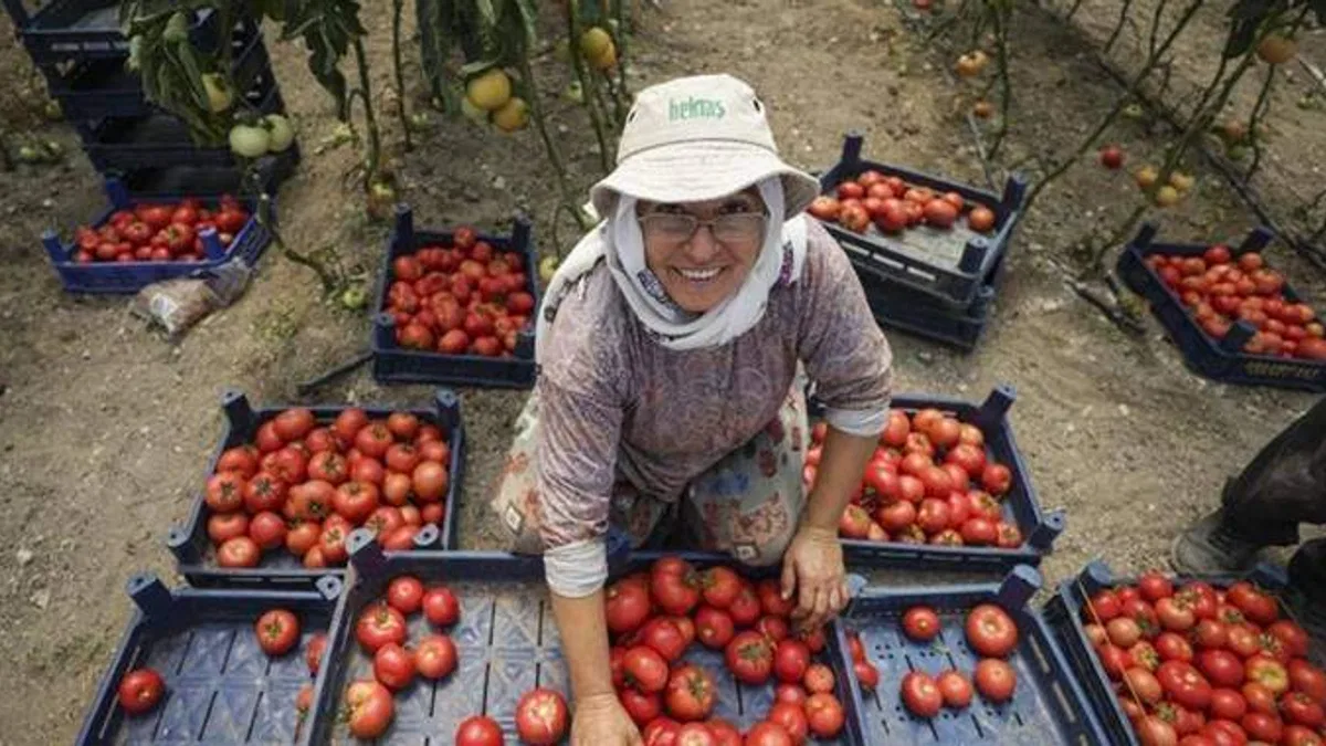 Yüksek proteinli domates suyu için kadın girişimciler kolları sıvadı