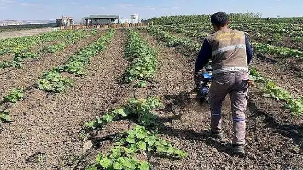 Keçiören belediyesi bostanında hasat başladı