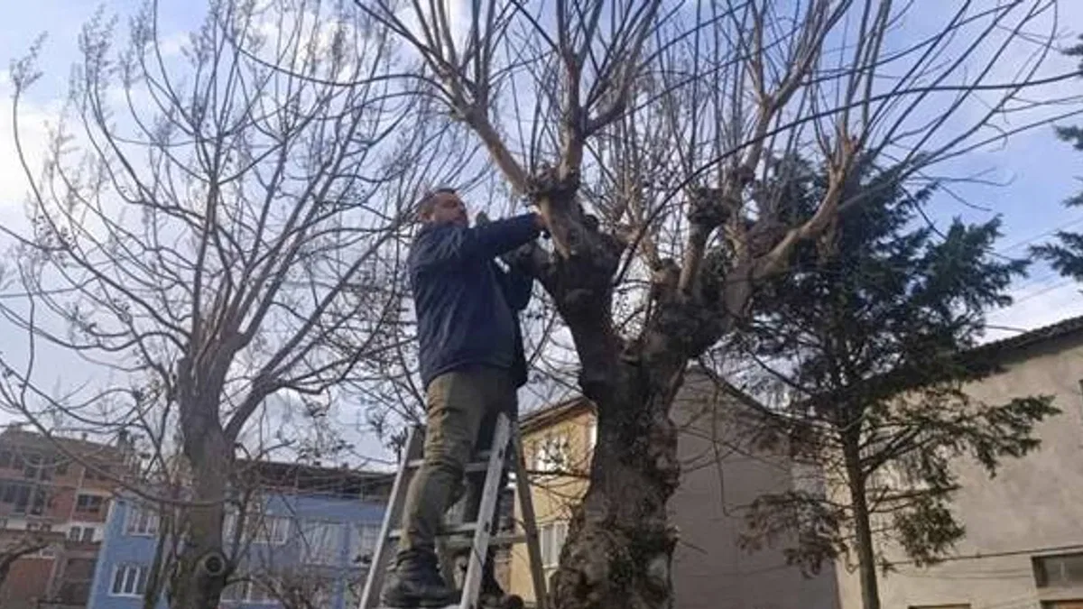 Bursa Gemlik'te yeşil alanlarda budama çalışmaları sürüyor