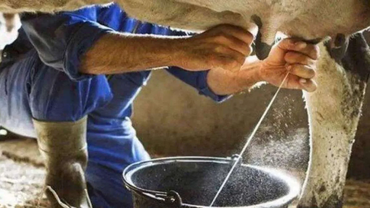 Kasım'da inek sütü miktarı arttı