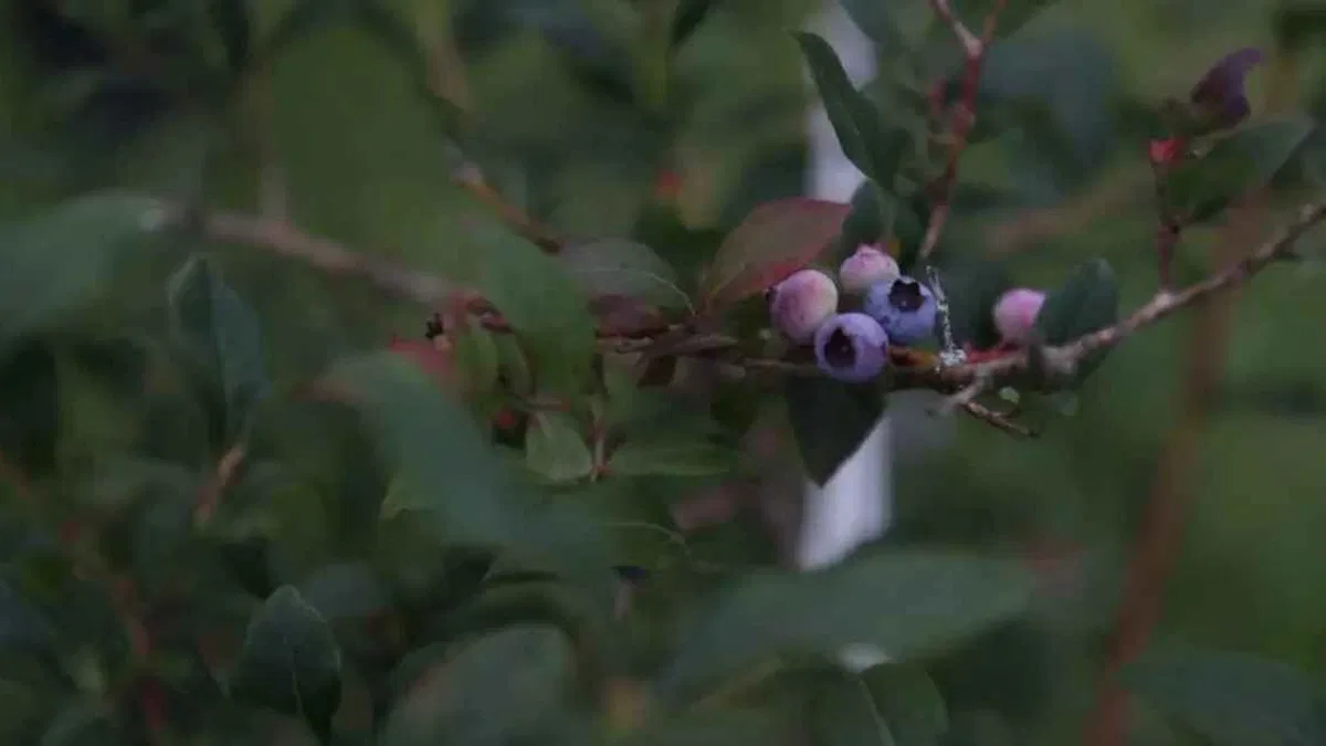Ordu Gürgentepe’de mavi yemiş ve çoban fasulyesi atağı