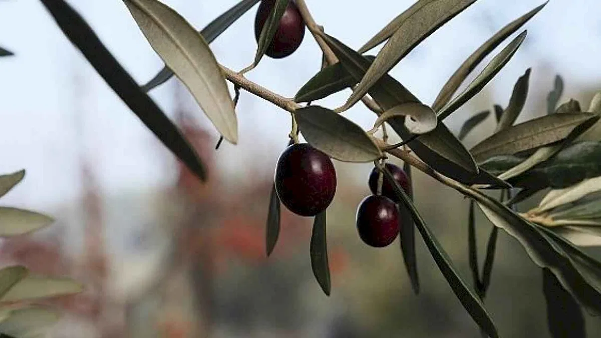 Urla Zeytin Ve Sanat Festivali