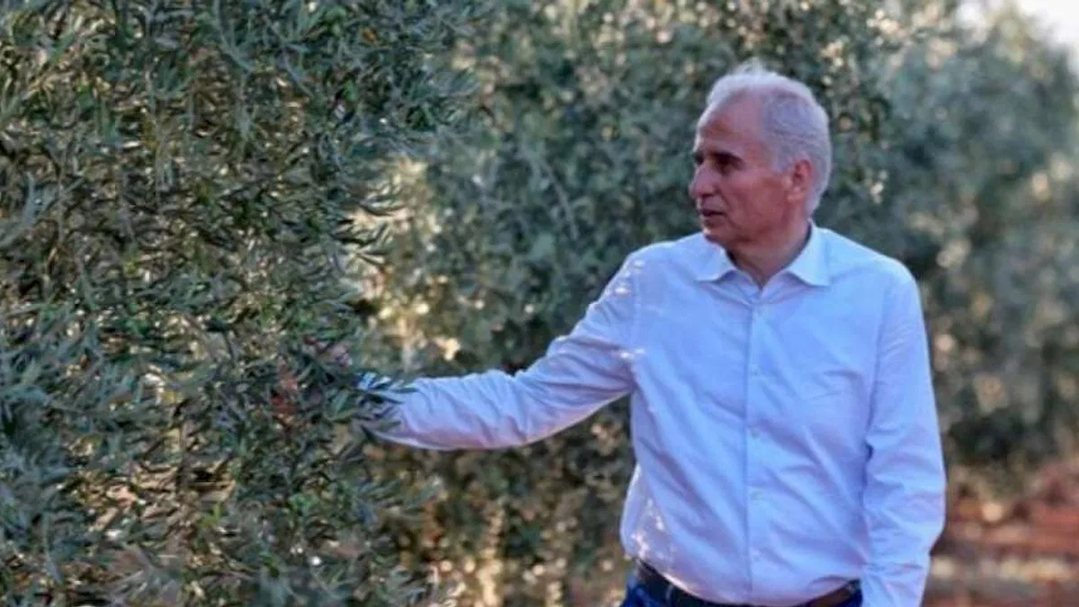 Denizli'de zeytin seferberliği