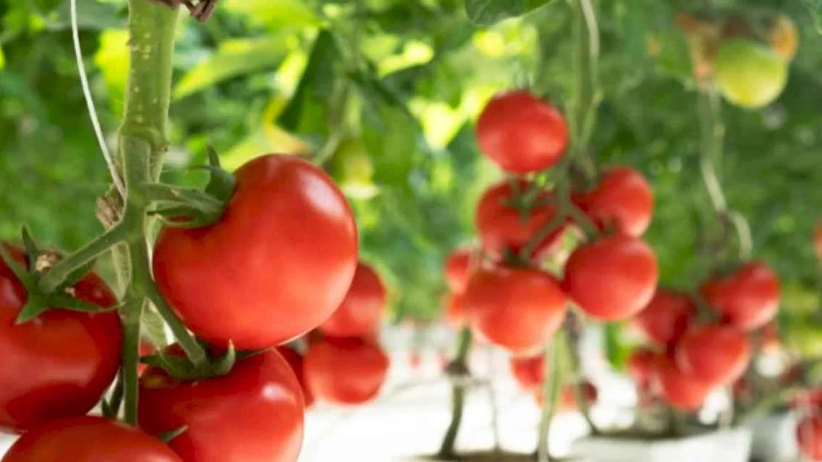 Her yıl 385 milyon kalıntı zehirlenmesine son!