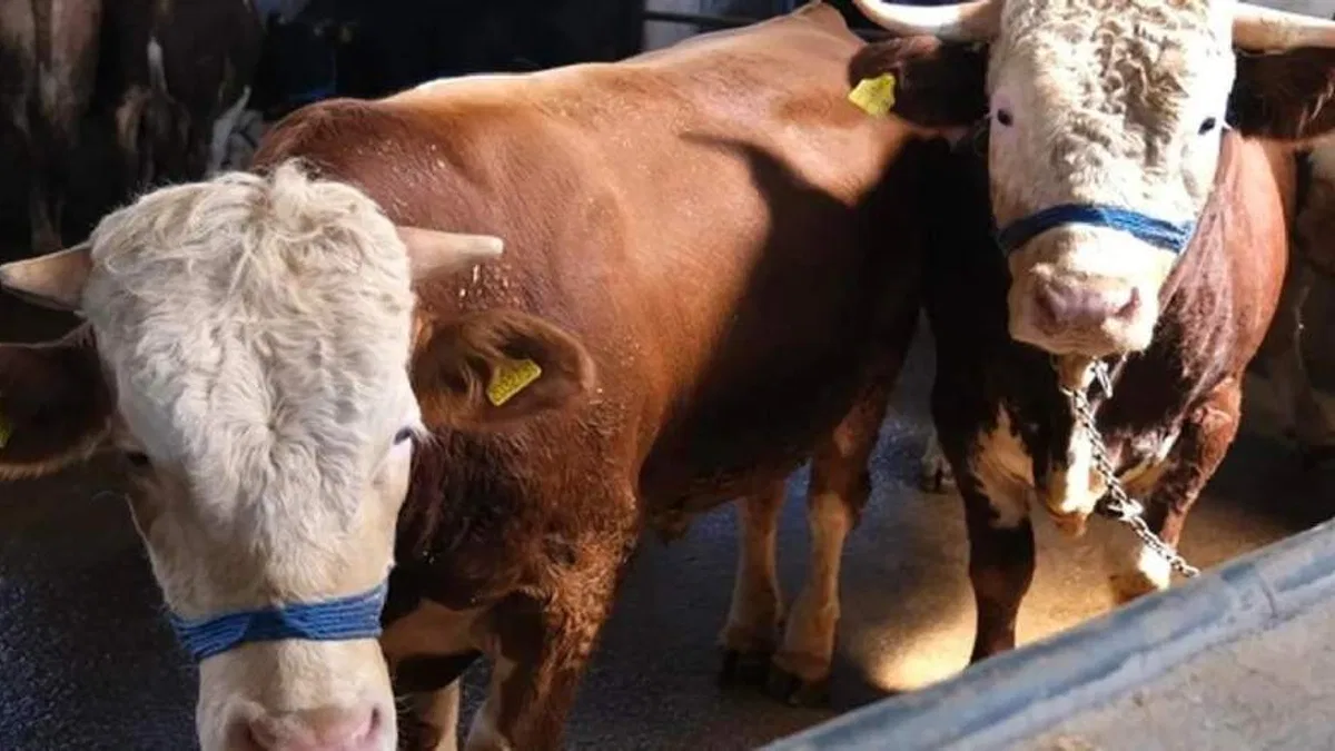 Satılamayan kurbanlıkların adresi belli oldu