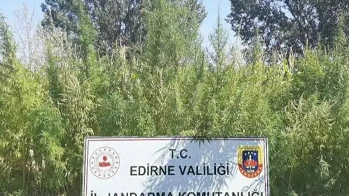 Edirne'de 159 bin kök kenevir ele geçirildi