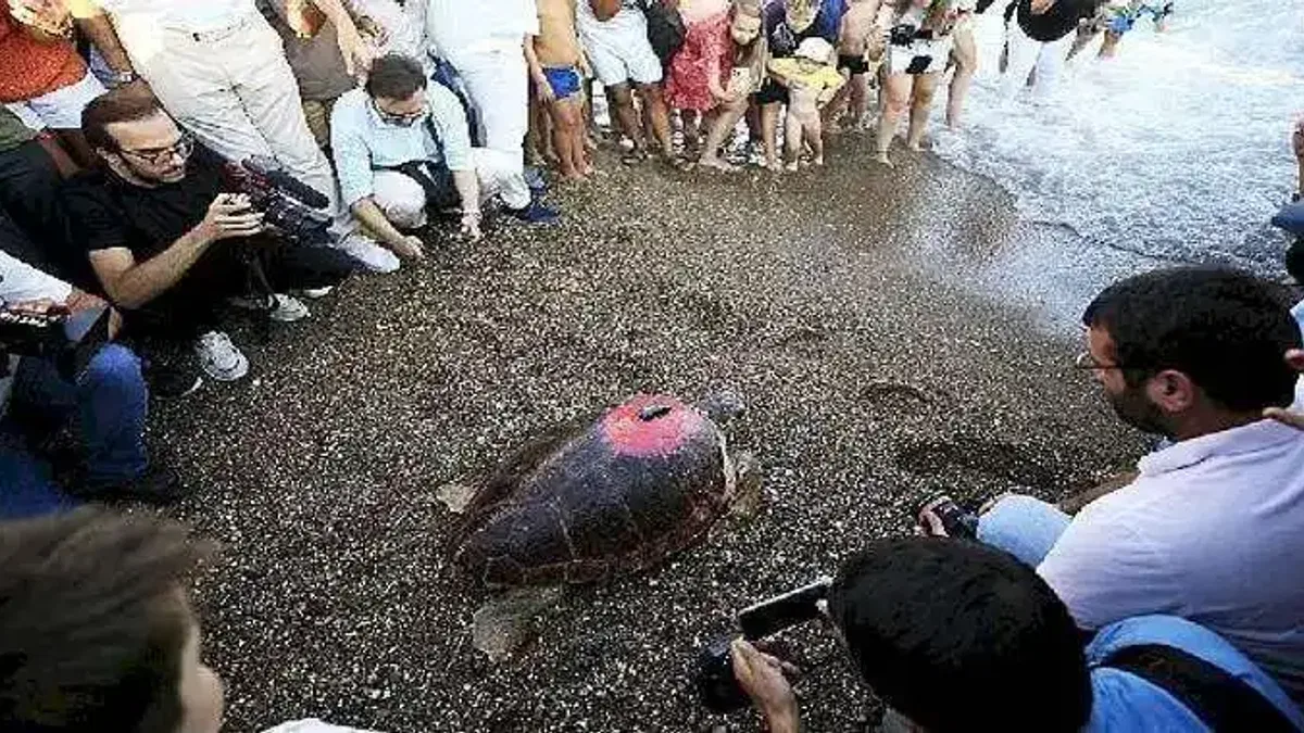 Lara Barut Collection'ın destekleri ile denizle buluşan Caretta Caretta, bir yılda 3000 km yol katetti