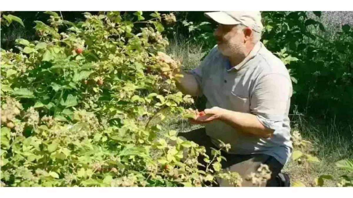 Konya'da tarımda ezber bozan üretim